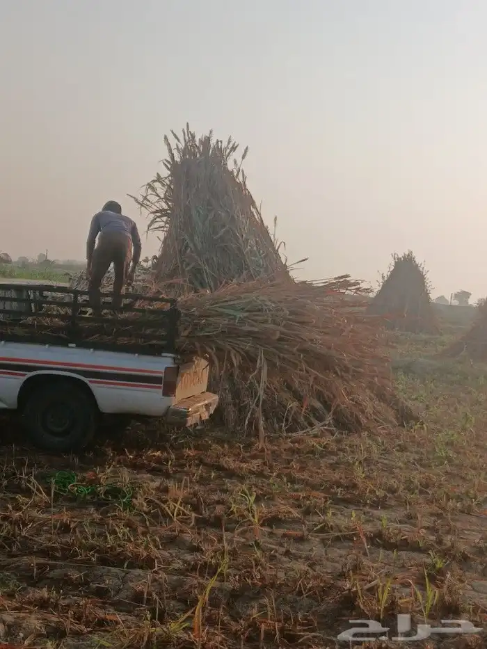 ماشاء الله يوجد علف خلف جلبه طيب وعقده طيب 1