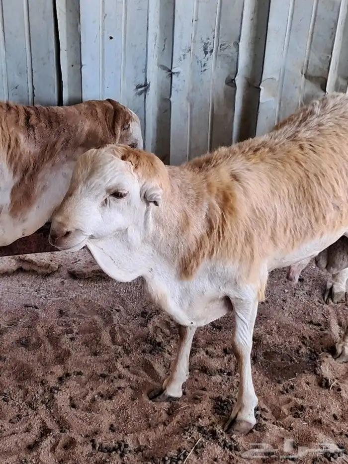 طلي رفيدي للبيع 1
