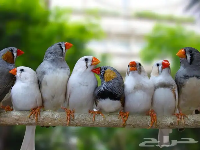 اجواز زيبرا فينيش منتجه 0