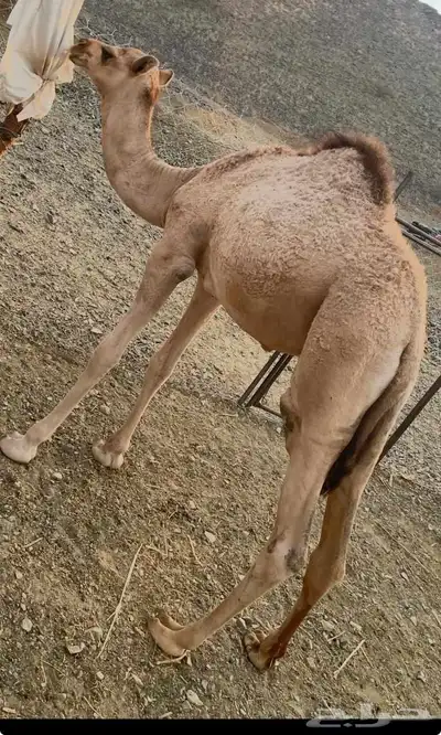 حاشي عمره 7 شهور 0