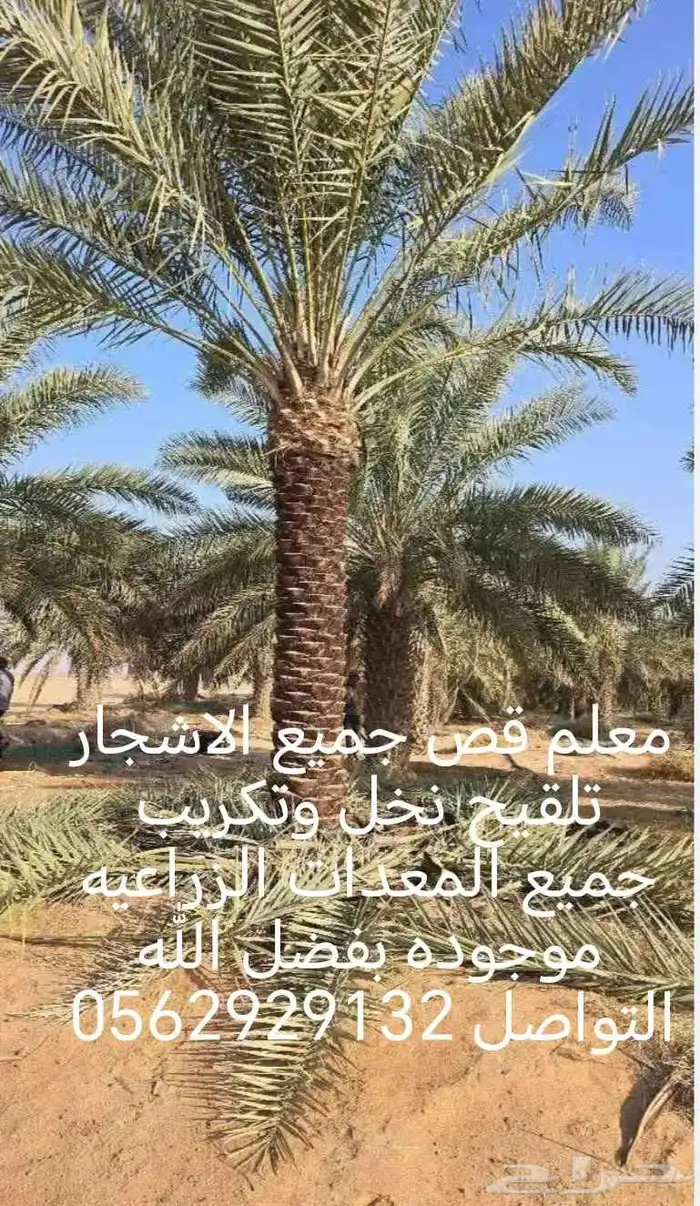 معلم قص جميع الاشجار تلقيح نخل وتكريب النخل 6