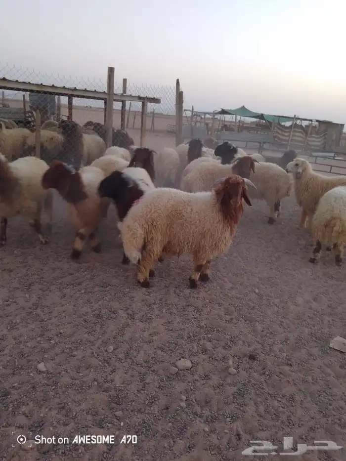 ذبايح نعيم شيء طيب 2