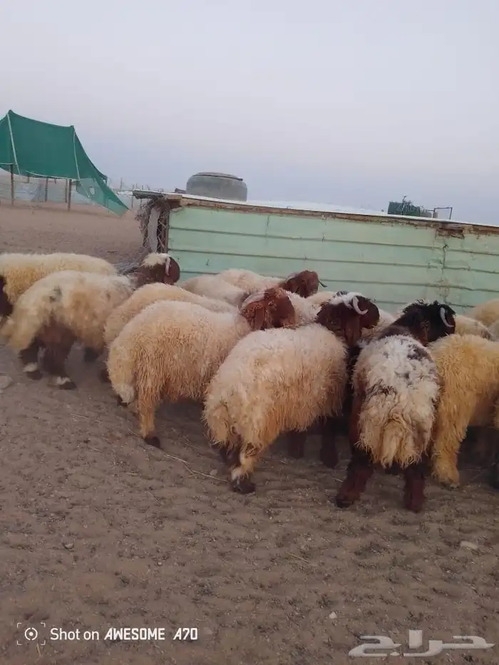 ذبايح نعيم شيء طيب 0