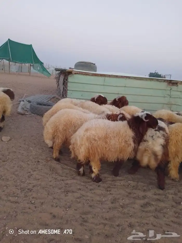 ذبايح نعيم شيء طيب 1