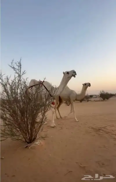 عشرا معها بكره جدها بعير الجافل وعلى الشروط هديه ماتحرك index