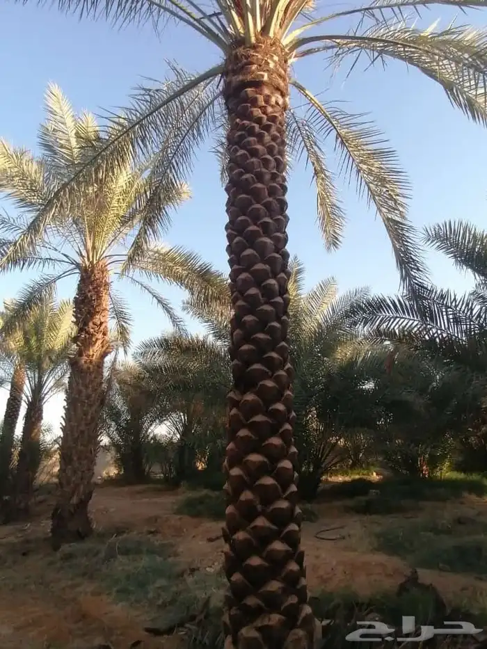 نقوم بتكريب النخيل وتنضيف وجراد وقلع وغرس وتحويض التواصل 1