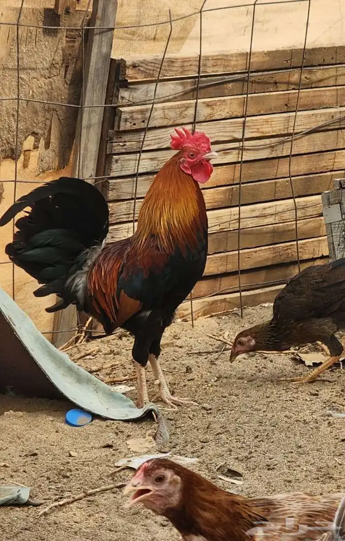 ديك عربي اصيل ودجاجتين بلدي 0