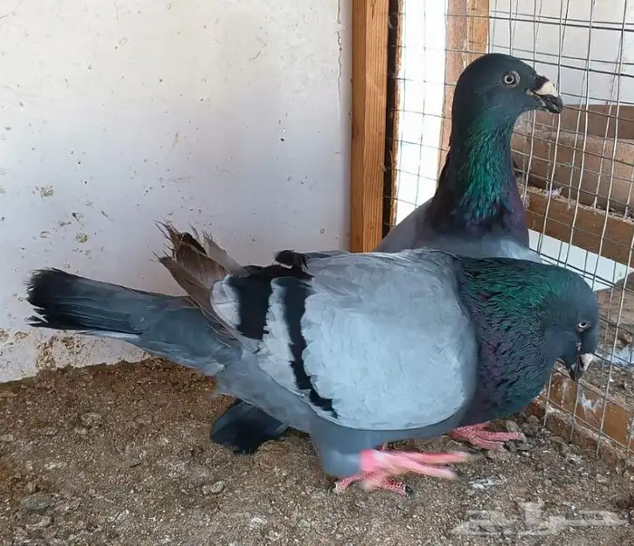 جوز أكسبيشن هومر 13