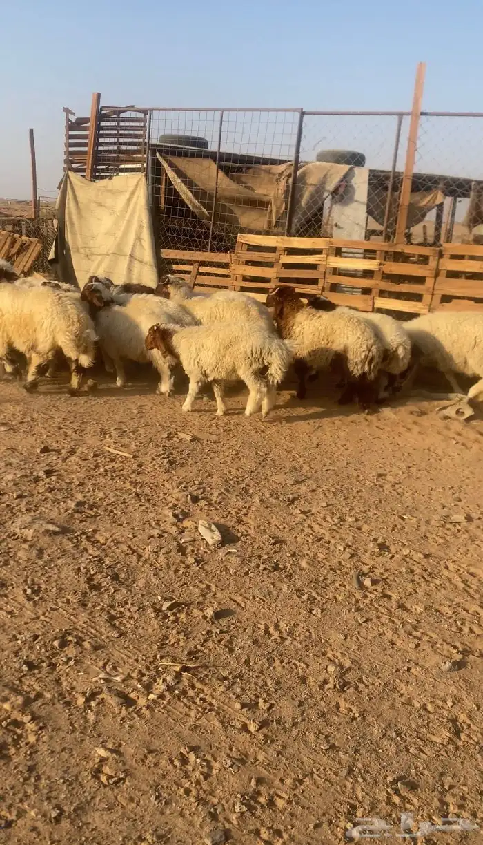 خرفان ورخال 4