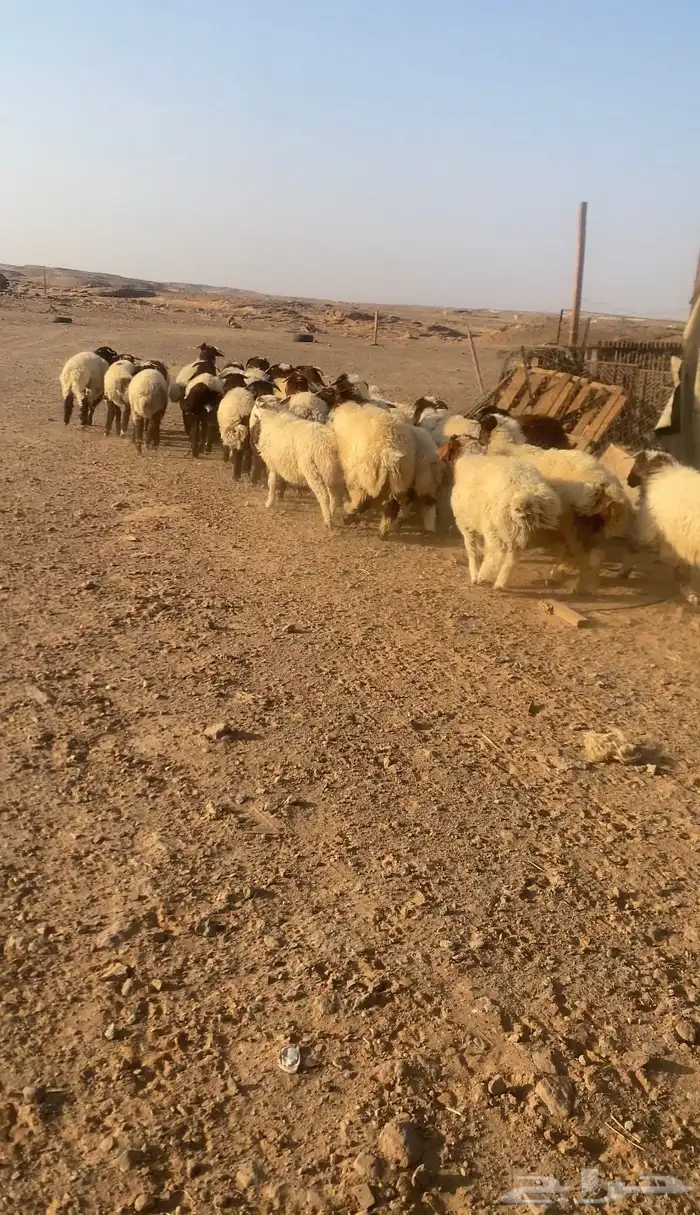 خرفان ورخال 5