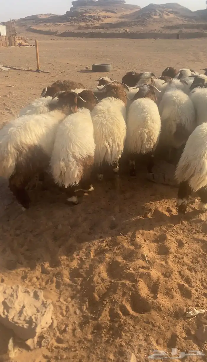 خرفان ورخال 6