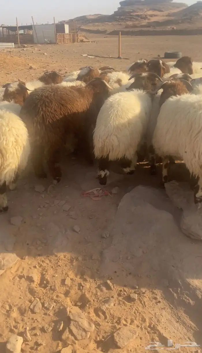 خرفان ورخال 7