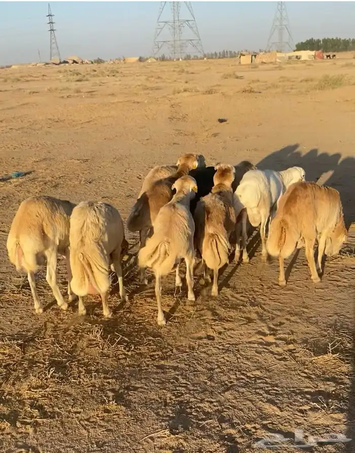 هرافى جذعان 0