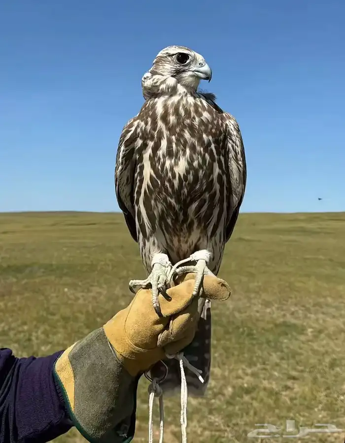 مطلوب صقر حر ولا وكري للبيع 0