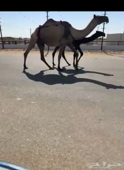 لقحه صفرا كفو معها قعود البيع سمح وعجل index