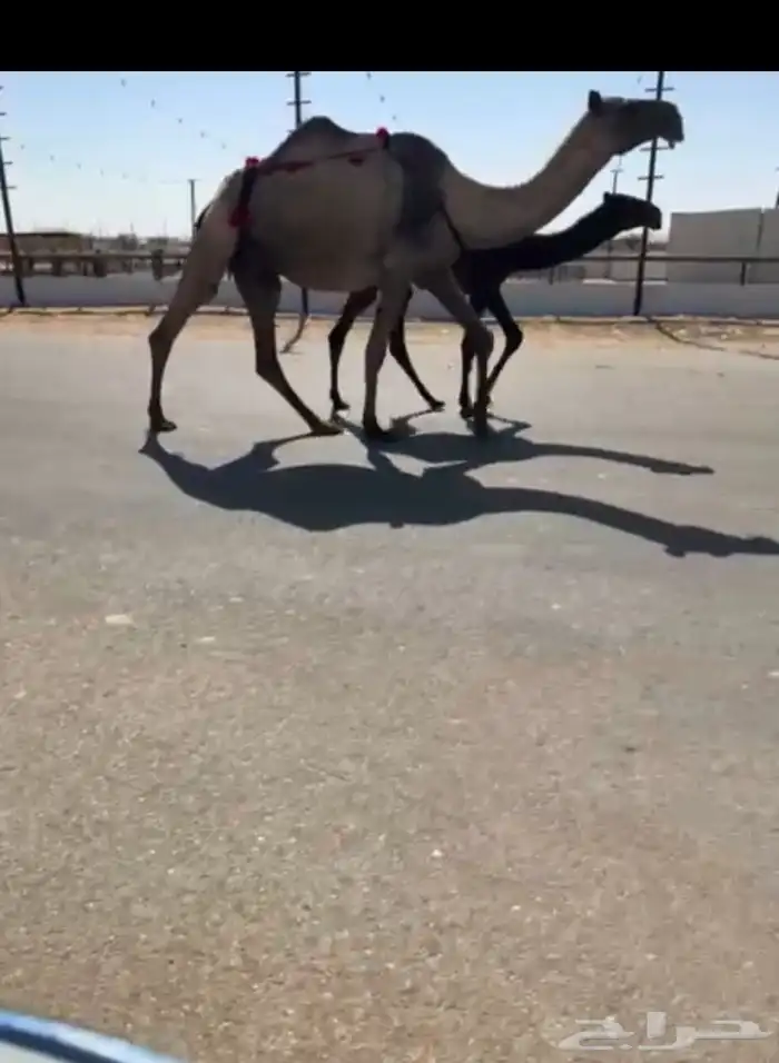 لقحه صفرا كفو معها قعود البيع سمح وعجل 2