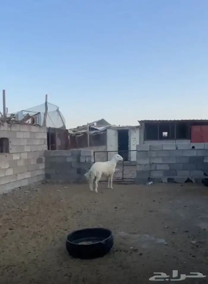 طلي جذع مشروط 4