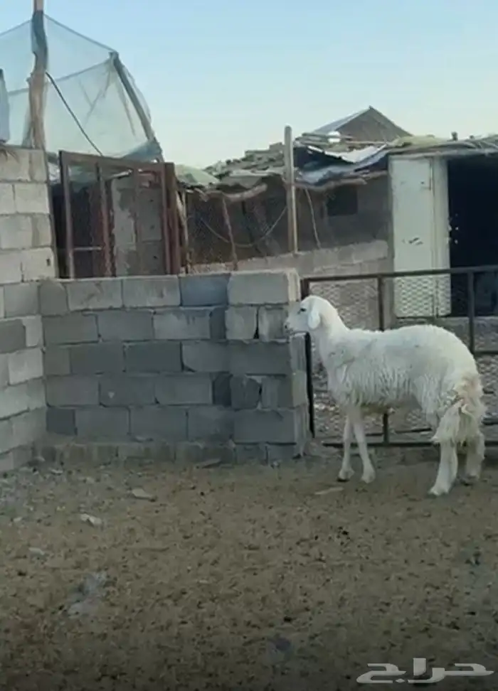 طلي جذع مشروط 0