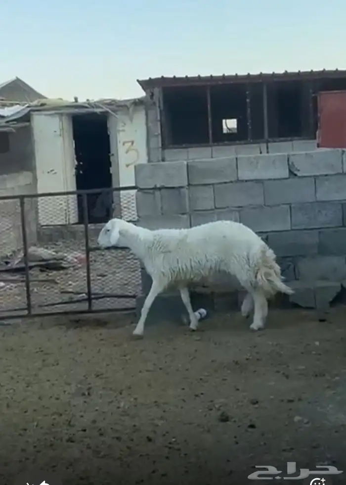 طلي جذع مشروط 1