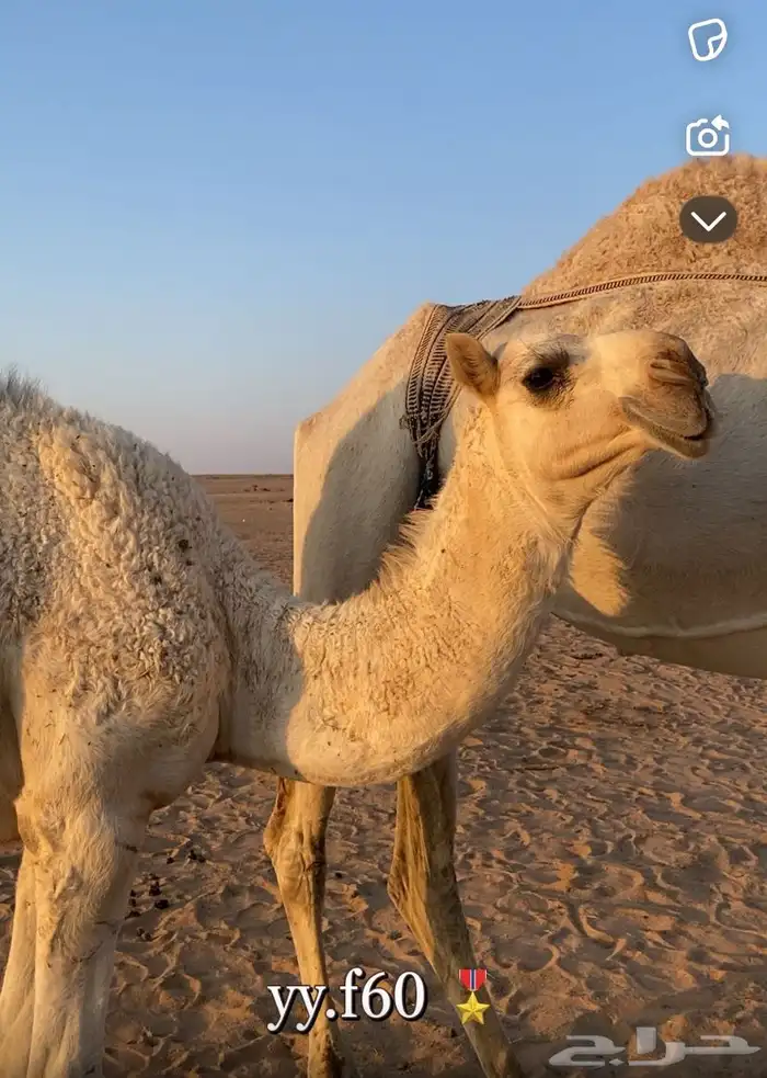 للبيع بكره كفو 0