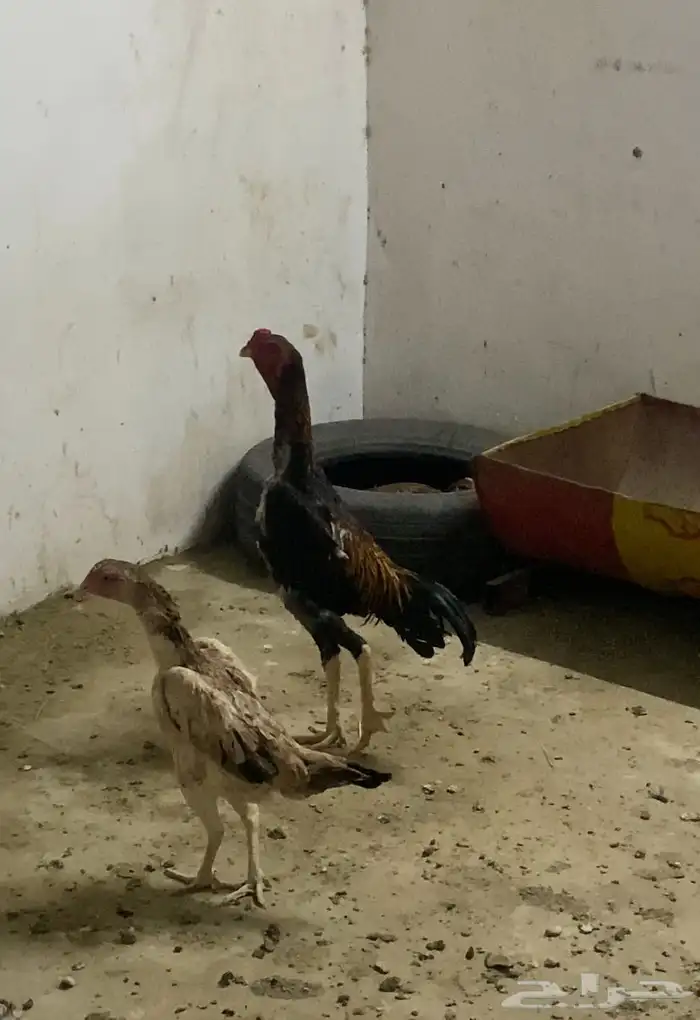 دجاج شامو ياباني 1
