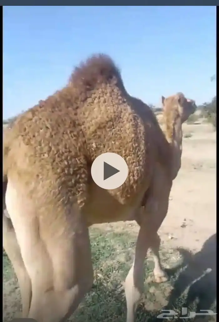 للبيع قعود طيب 0