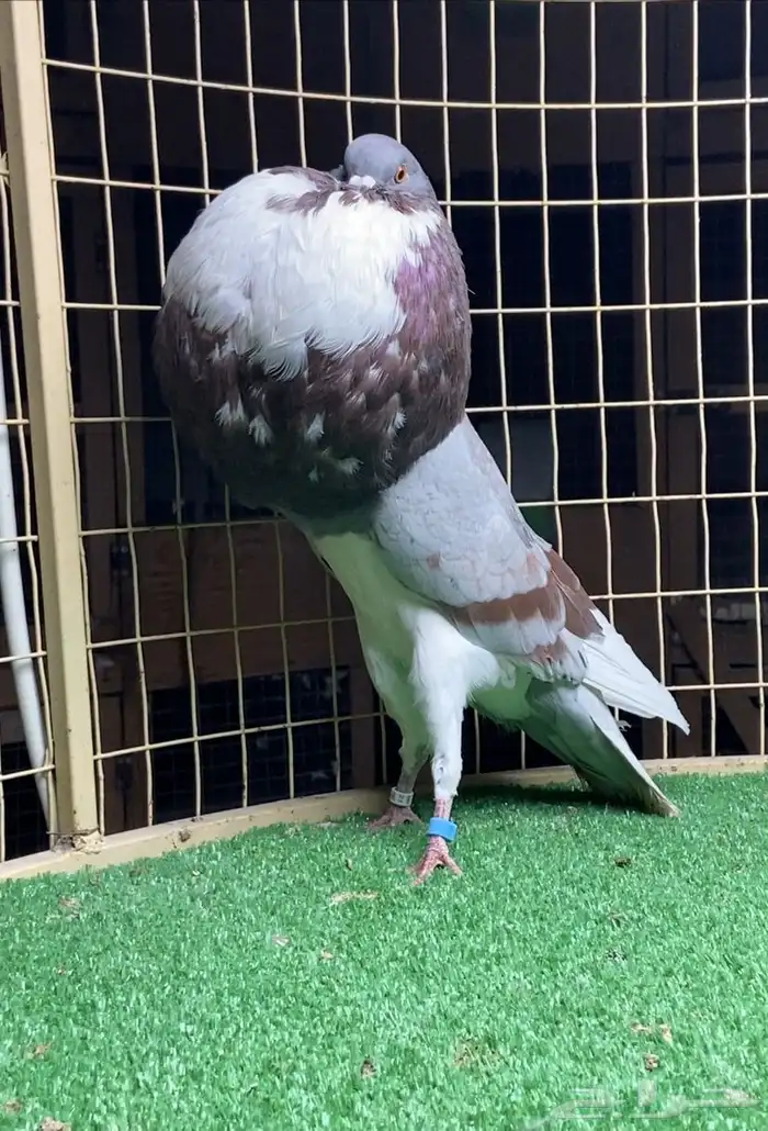 حمام نفاخ نرويجي 2
