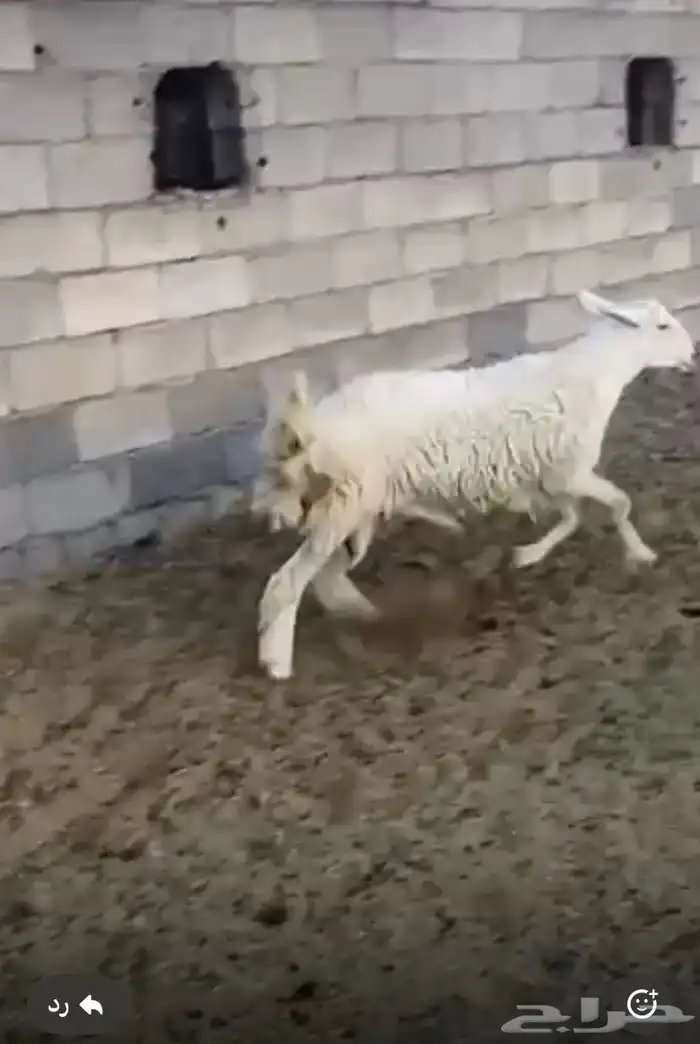 طلي جذع مشروط 3