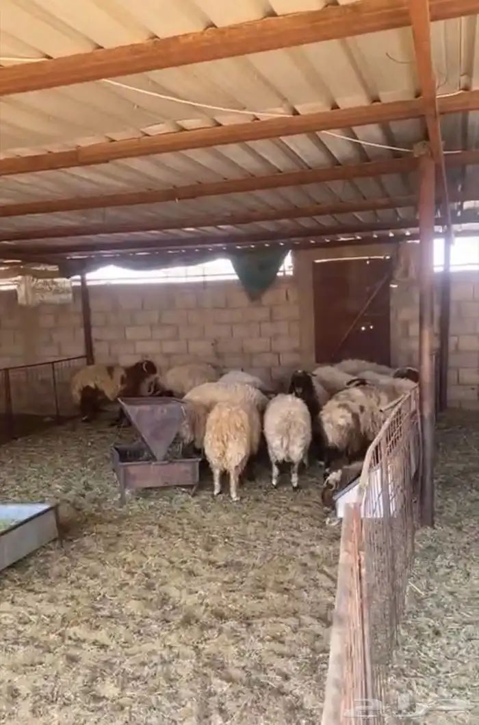نعيم وحري و تيوس تربيه خاصه وسواكن تربيه 5 شهور 0