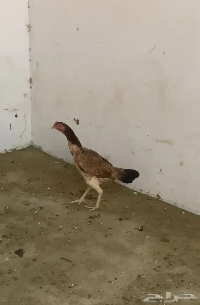 دجاج شامو ياباني 3