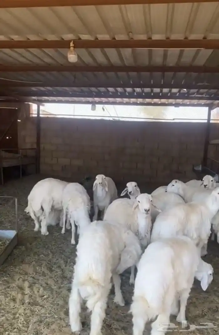 نعيم وحري و تيوس تربيه خاصه وسواكن تربيه 5 شهور 1
