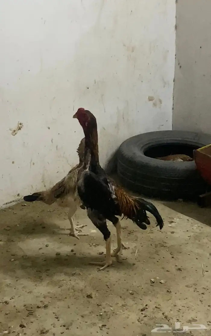 دجاج شامو ياباني 2