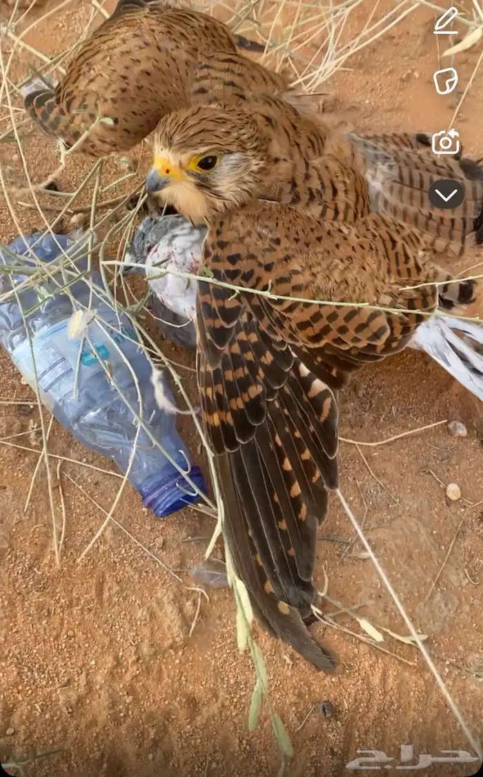 للبيع باشق 2