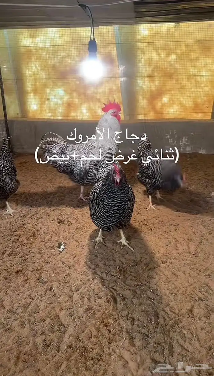 صيصان امروك 2