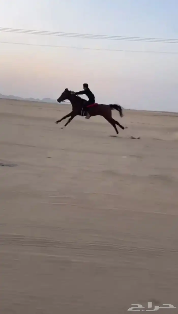 حصان شعبي سبوق طياره 5