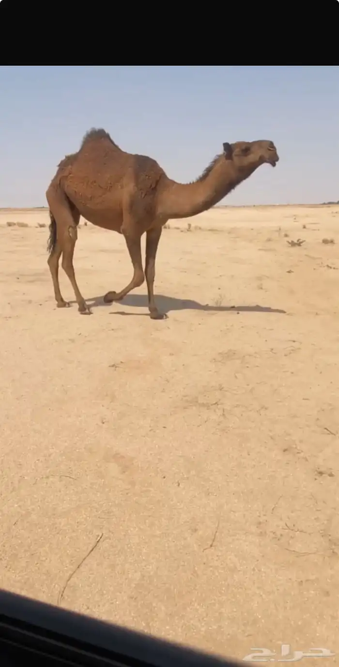 بكره لقيه. دبينيه. طيبه 0
