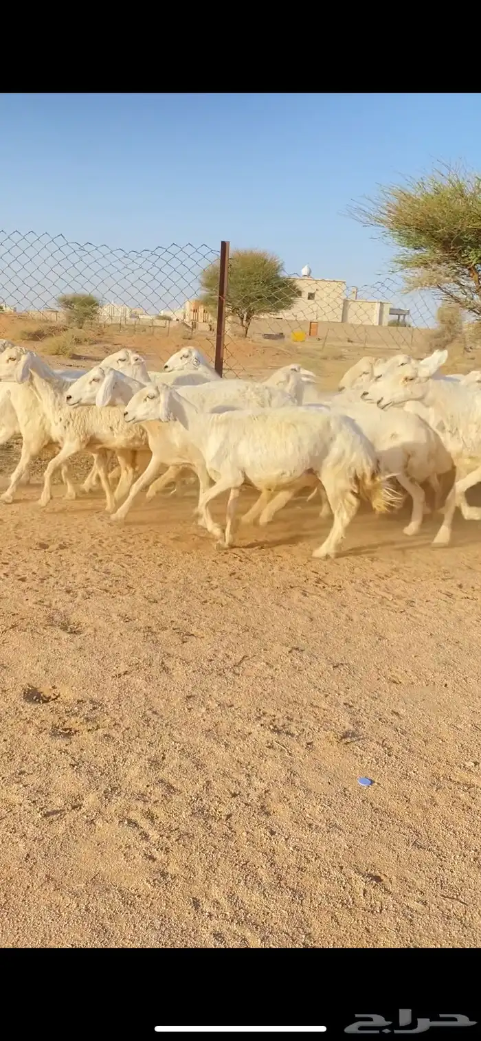 غنم حريات حرش صنف فاخر 20 بفحلها 0