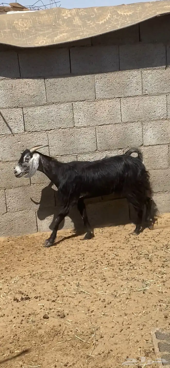 عنز حايل السن قارح 1