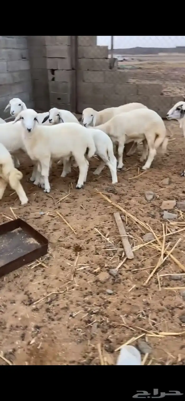 طليان 1
