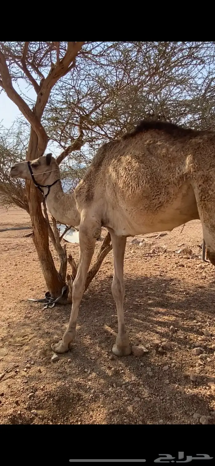 افلح من ذكر الله قعود 1