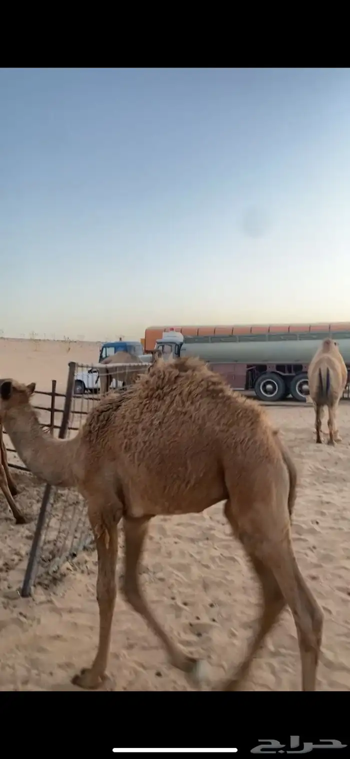 حوار ابو 6 شهور 0