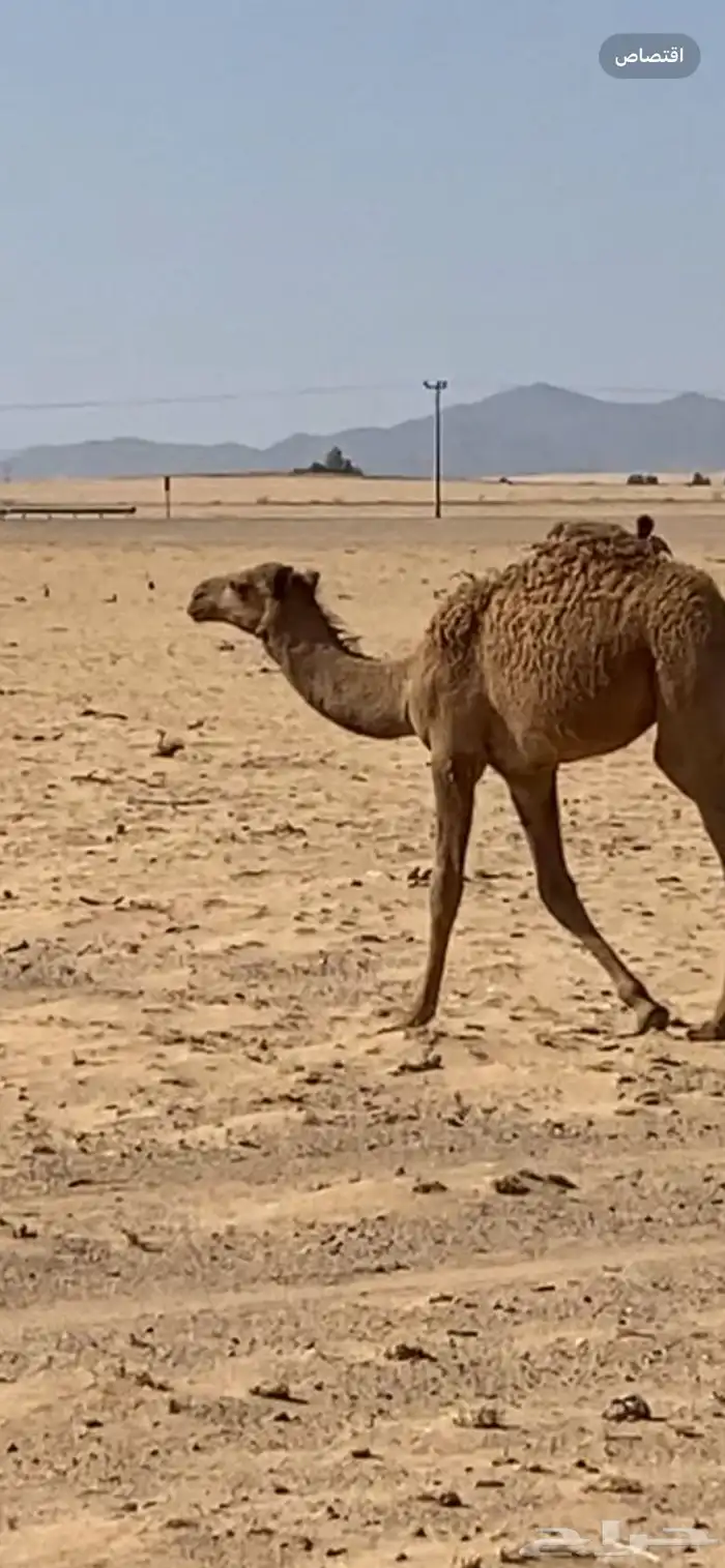 حوار ابو 6 شهور 2