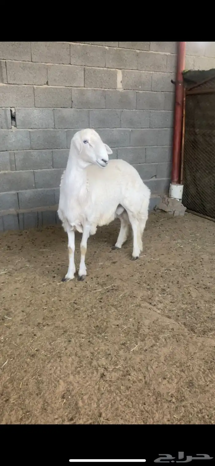 طلي كفو مشروط سنه جذع 0