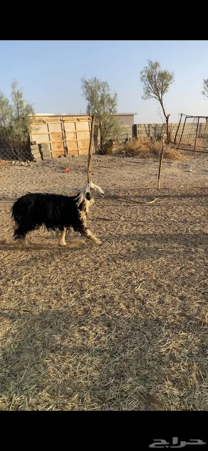طلي نجدي جبر فل شحم 2