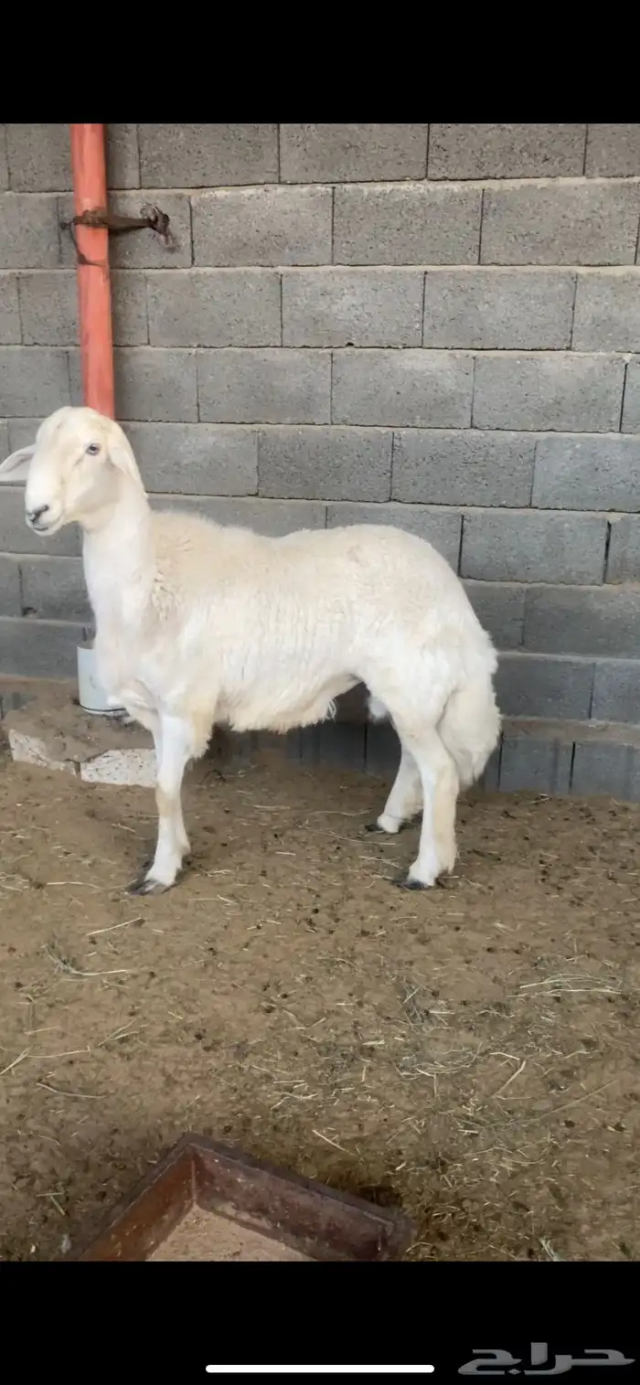 طلي كفو مشروط سنه جذع 1