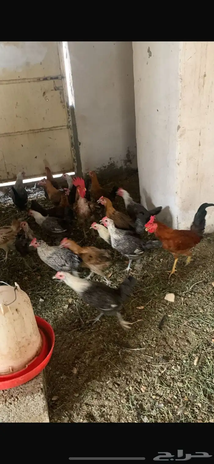 دجاج بلدي شرط النضافه 0