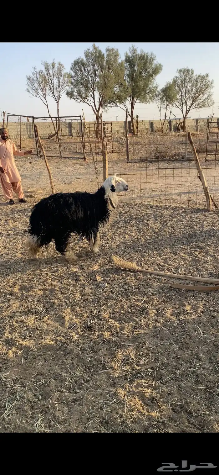 طلي نجدي جبر فل شحم 0