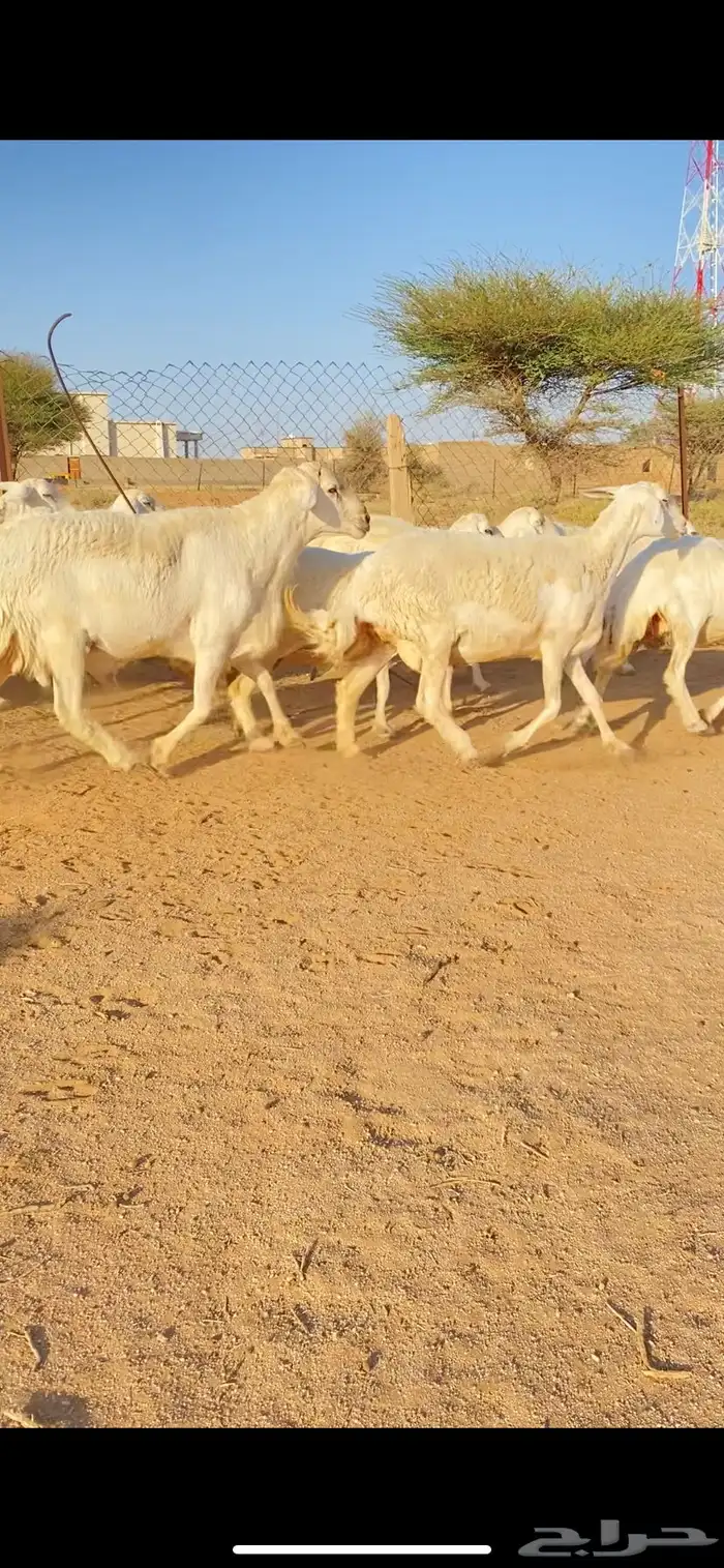 غنم حريات حرش صنف فاخر 20 بفحلها 2