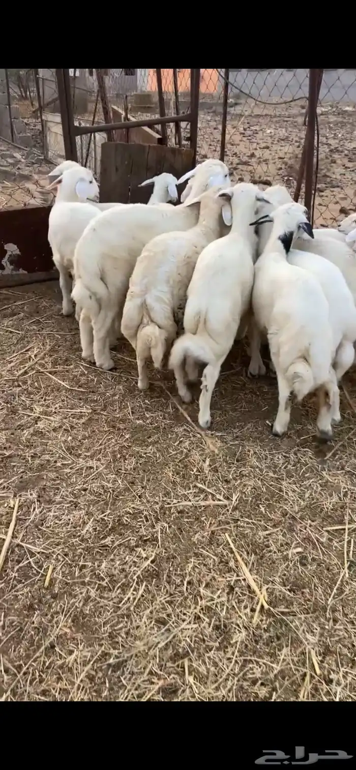 طليان 9