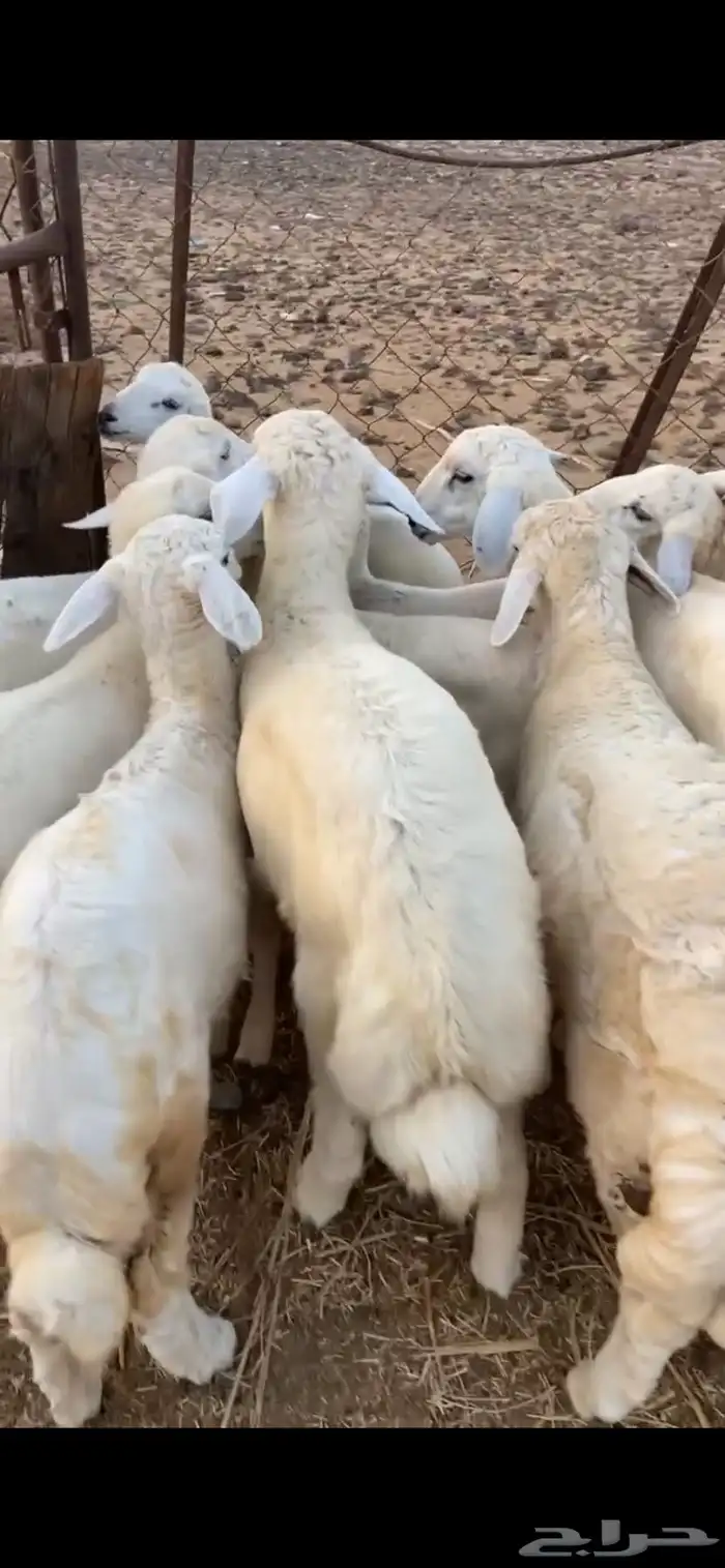 طليان 3